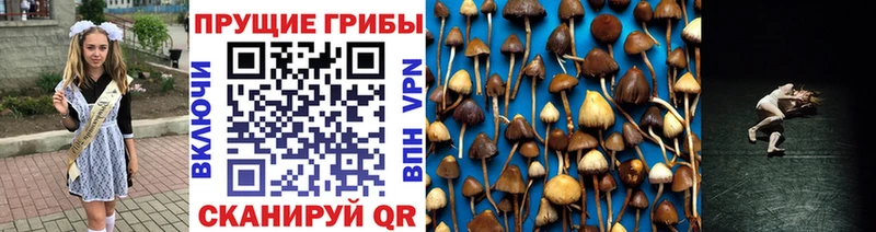 сколько стоит  Крымск  Псилоцибиновые грибы GOLDEN TEACHER 